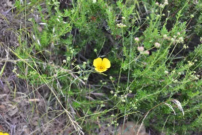 DSC_6901 (Large).JPG